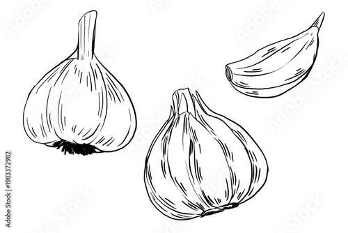 Black and white vector illustration set of garlic in minimal line art style. Whole head, half opened head, and single clove. Fine hatching. Great for spice labels, recipe art, and kitchen decor