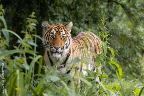 Fotografía Amur tiger