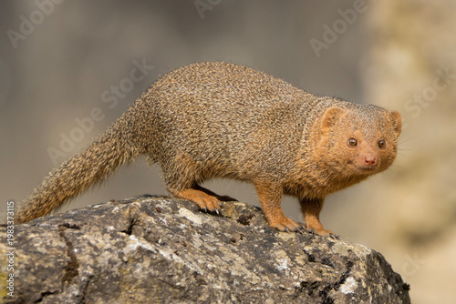 фотографія Dwarf mongoose