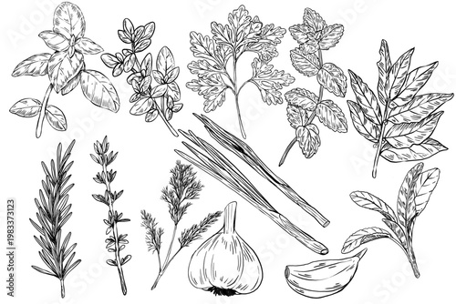 Vector illustration set of kitchen herbs and spices in engraving style. Basil, oregano, parsley, mint, bay, rosemary, thyme, dill, onion, garlic and sage. Great for menus, cookbooks and food labels