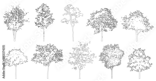 Vector trees in elevation view for use in architectural drawings isolated on transparent background