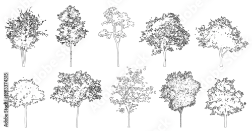 Obraz Vector trees in elevation view for use in architectural drawings isolated on transparent background