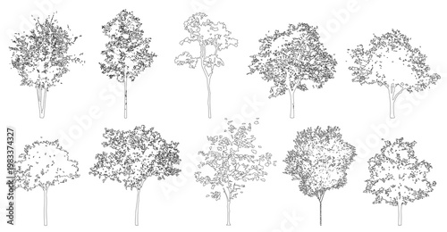 Fotografía Trees in elevation view for use in architectural drawings isolated on transparen