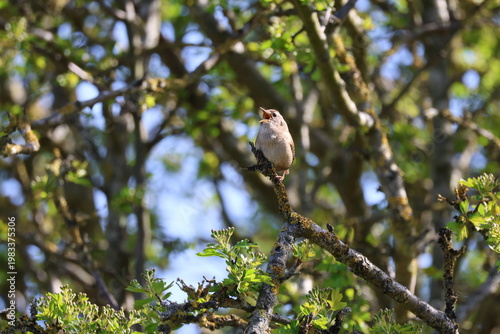the tiny Eurasian wren (Troglodytes troglodytes) male bird singing 