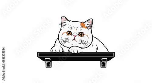 Fluffy white cat with orange markings peeking over a shelf