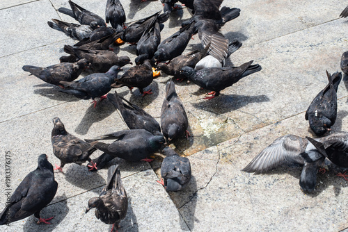 Pigeons eating in the square