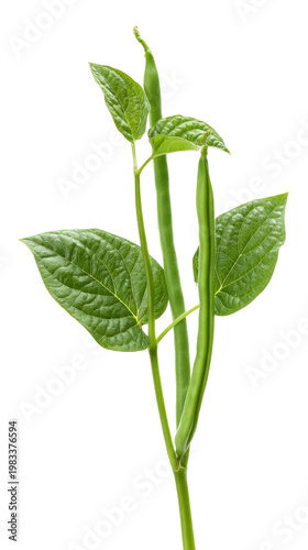 Fresh green bean plant with long pods and vibrant leaves isolated on transparent background cutout.