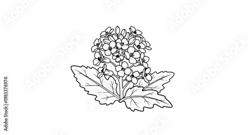Detailed line drawing of a flowering plant with leaves and many small blooms