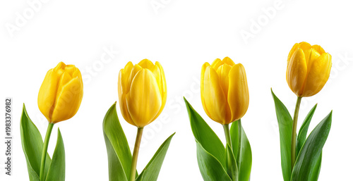 Four beautiful yellow tulip flowers in horizontal row isolated on transparent background png cutout.