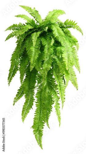 Hanging boston fern plant with lush green fronds on transparent background for interior decoration.