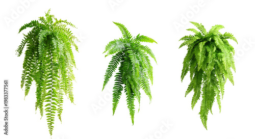 Collection of three different hanging fern plants isolated on transparent background for graphics.