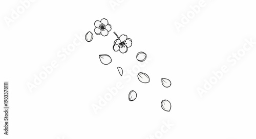 Delicate sketch of two blooming flowers and scattered petals on a white background