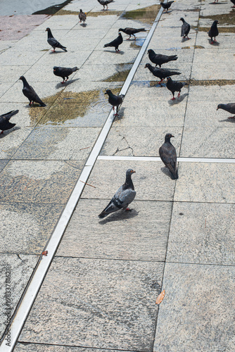 Pigeons eating in the square