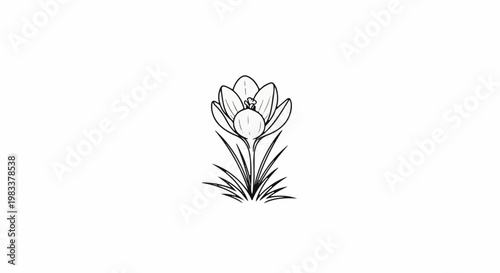 Delicate sketch of a blooming crocus flower with grassy blades