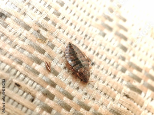Macroshoot of Bedbug, Cimex lectularius crawling on bed. Disgusting blood-sucking insects