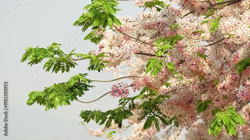 Lush Cassia javanica Pink Shower tree with many white and pink flowers blooming outside in park in Thailand, Apple Blossom tree or Rainbow Shower Tree blossoming in botanical garden on sunny day.