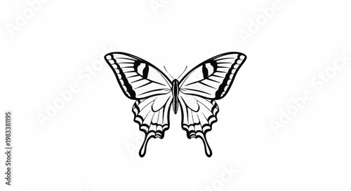 Elegant black and white butterfly illustration with detailed wings and tails
