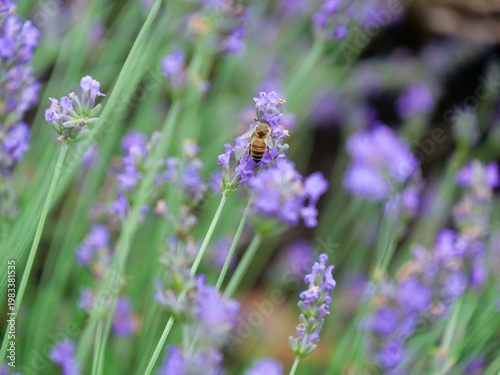NAKAFURANO, JAPAN – JULY 28, 2025: A honeybee collecting pollen from a vibrant lavender sprig at Farm Tomita, highlighting the natural biodiversity within the famous Hokkaido flower fields.