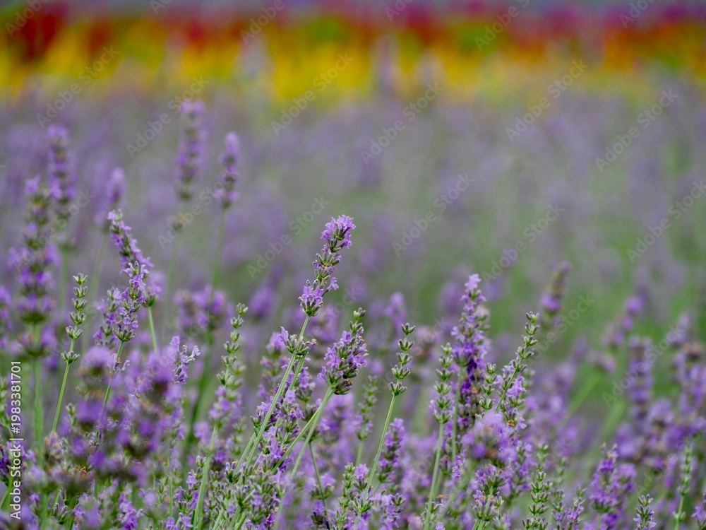 Obraz premium NAKAFURANO, JAPAN – JULY 28, 2025: The breathtaking