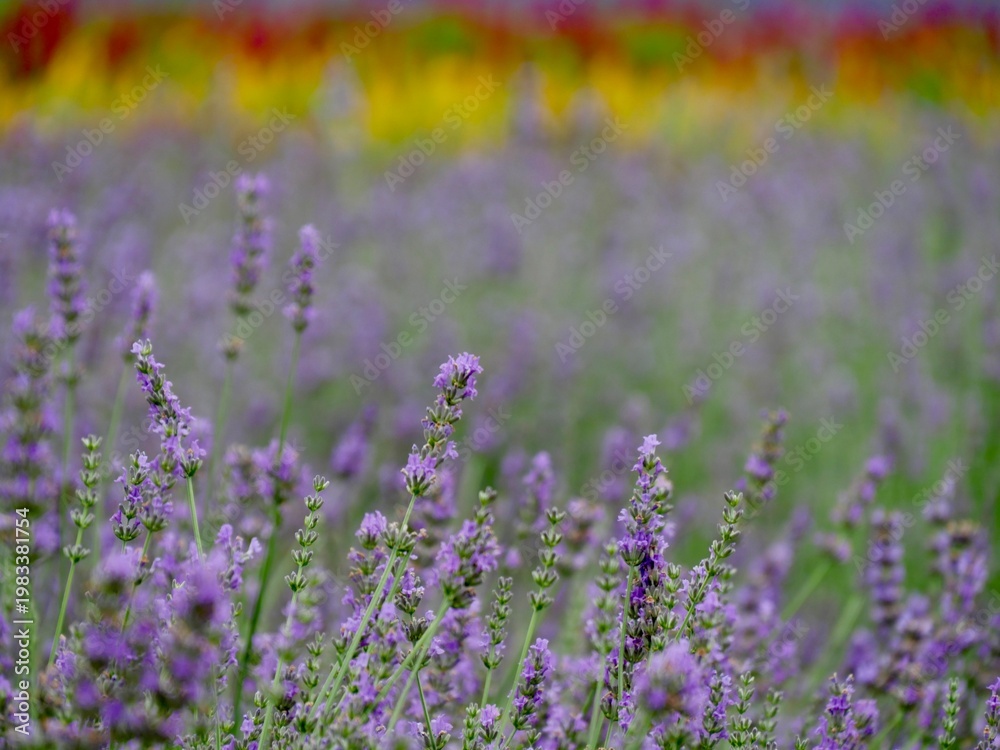 Obraz premium NAKAFURANO, JAPAN – JULY 28, 2025: The breathtaking 