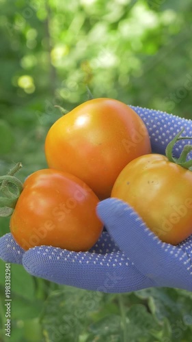 Garden fresh tomatoes harvested with care. Firm and juicy fruit perfect for cooking. Nutrient-rich and flavorful produce for salads, soups, and sauces