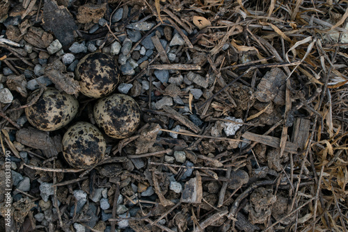 Fotografie Wild bird eggs lying in a natural nest camouflaged with dry grass and small stones