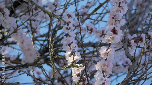 Under a clear blue sky, apricot blooms stretch across branches. Their light scent fills the air, and gentle winds move petals, foreshadowing an orchard ripe with fruit in months to come