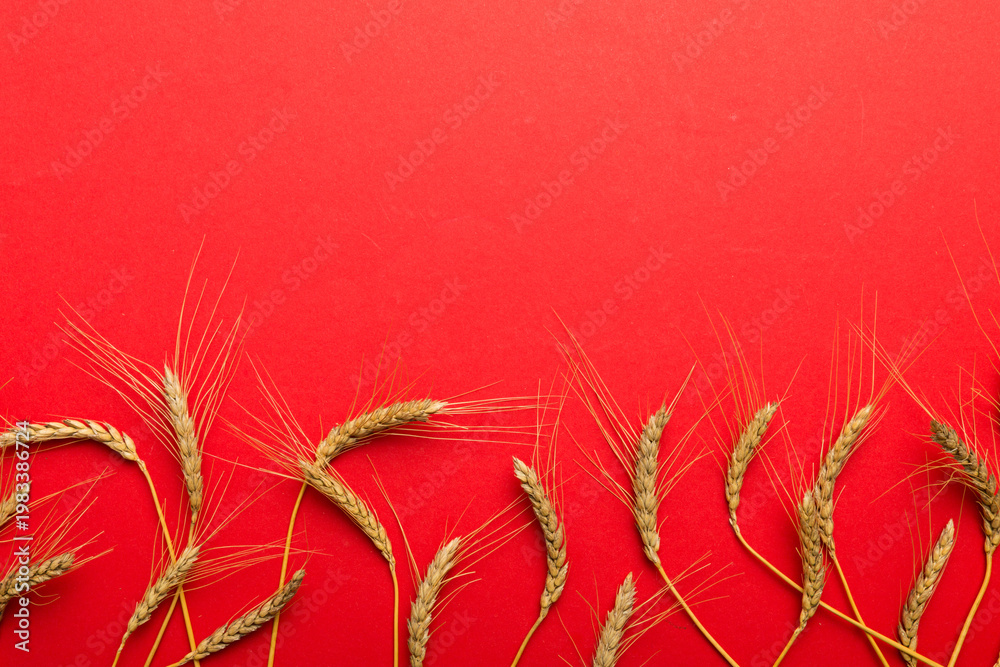 Fototapeta premium Sheaf of wheat ears close up and seeds on colored background. Natural cereal plant, harvest time concept. Top view, flat lay with copy space. world wheat crisis