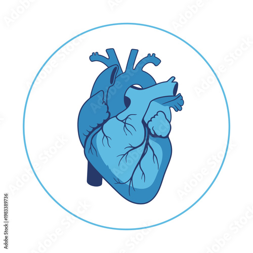 Anatomical illustration of the human heart with major blood vessels visible.