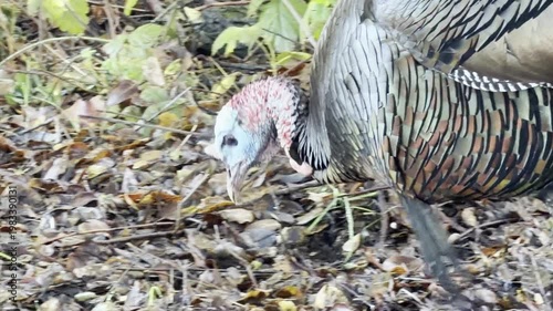 Iridescent feathers of a wild hen turkey	