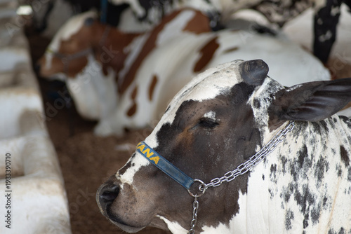 Girolando cattle at rest