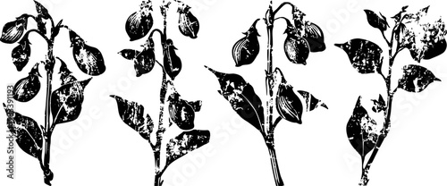 Black and white botanical illustration of four soybean plant branches with leaves and pods