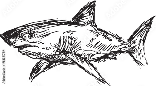 great white shark sketch hand drawn black and white ocean predator illustration, marine wildlife drawing