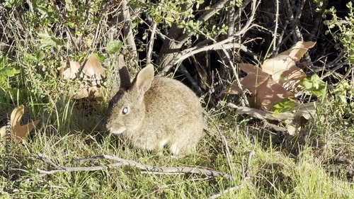 Closeup of a brown rabbit with an eye condition