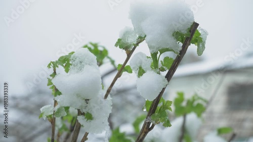 Icy touch on soft raspberry foliage. Abnormal weather interrupts growth. Fruit farm faces setback. Frost shock affects upcoming season outcome