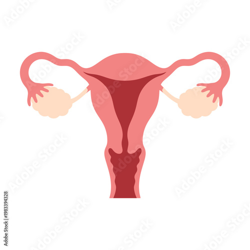 Anatomical illustration of a female uterus and ovaries