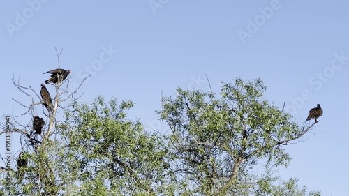 Turkey vultures in a tree, one flying in	