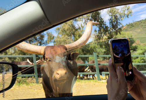 Foto Bull bison in standoff with vehicle.