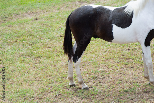 Legs of a spotted horse galloping