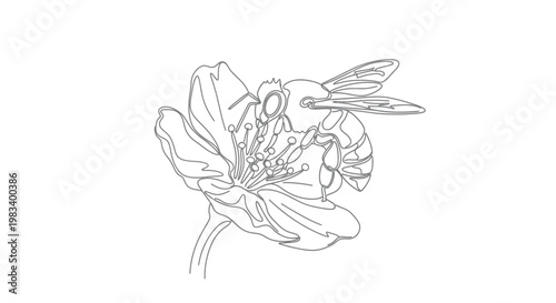 Delicate line art depicts a bee collecting nectar from a single blooming flower