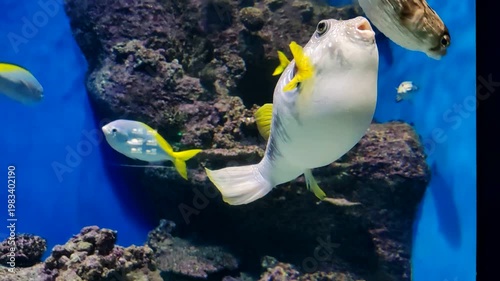 White-spotted puffer swimming in blue aquarium water