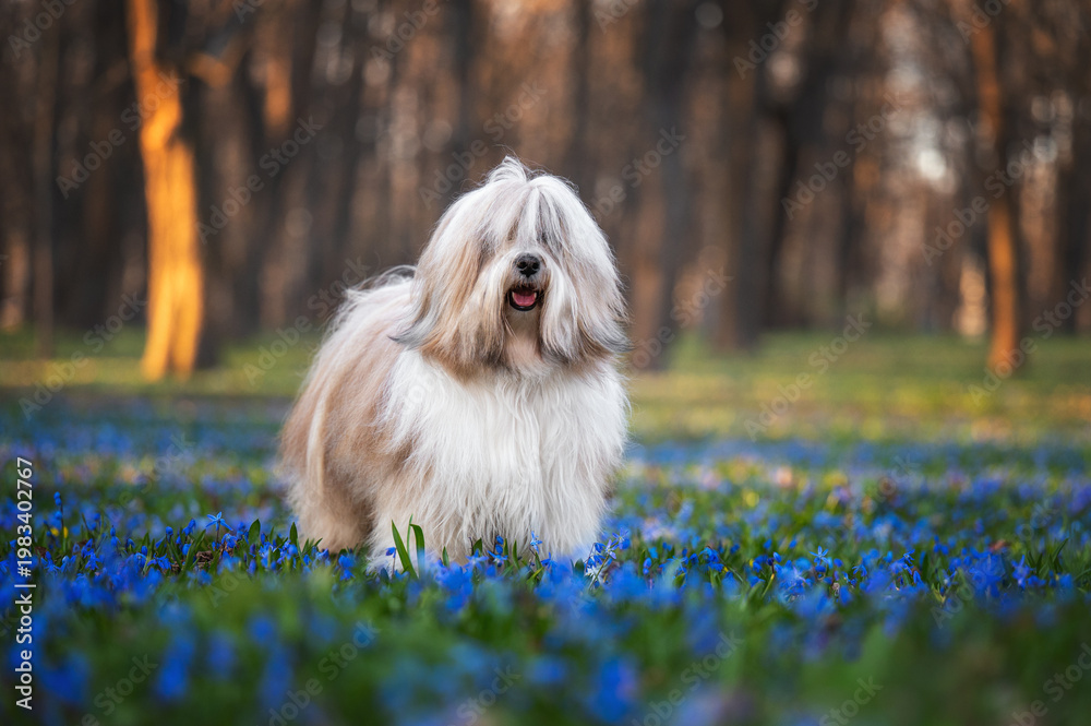 Fototapeta premium Tibetan Terrier Dog in Spring Flowers