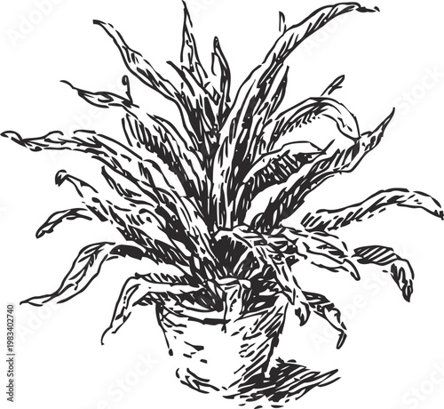 hand drawn indoor potted plant with elongated leaves botanical sketch with detailed foliage in black and white