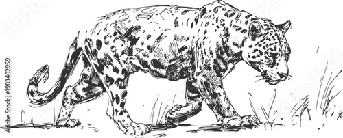 Black jaguar walking through grass in detailed ink sketch
