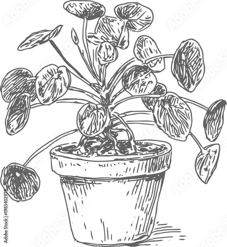 Hand drawn illustration of a potted plant with round leaves and visible stems in a textured pot