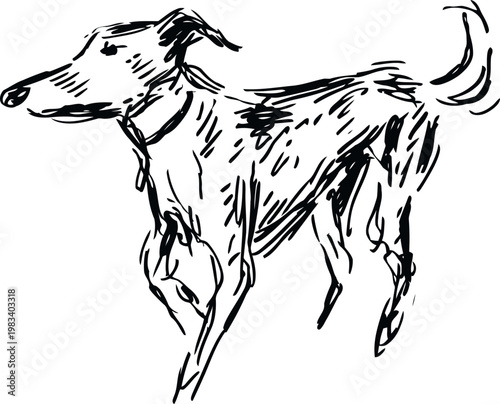 sketch drawing of a slender dog standing with attentive posture and wagging tail