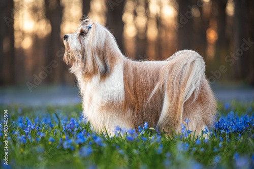 Cuadro en lienzo Tibetan Terrier Dog with Blue Bows in Spring Flowers
