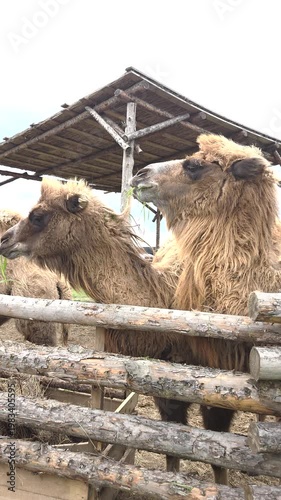 Camels eat grass on a private farm while standing behind a fence in a pasture.