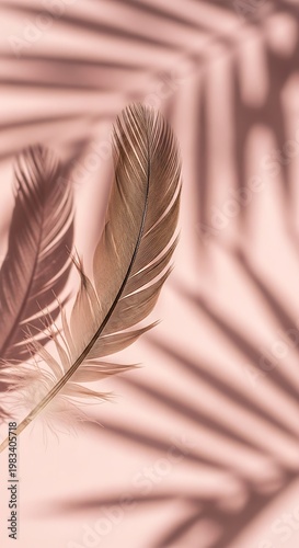 Feather and Palm Shadow - A Delicate Dance of Light and Texture.