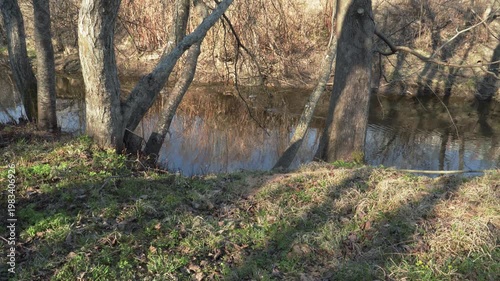 Ducks glide along a tranquil, reflective river winding through a sunlit early spring forest, where bare trees lean over the water and fresh grass begins to emerge on the banks. 